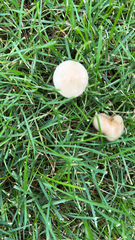 Marasmius oreades