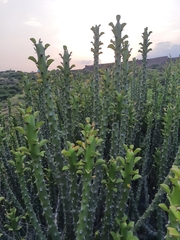 Euphorbia caducifolia