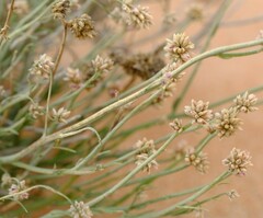 Hermbstaedtia glauca