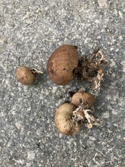 Scleroderma areolatum