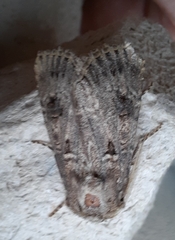Spodoptera cilium