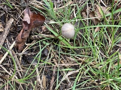 Panaeolus papilionaceus