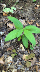 Lonicera dioica