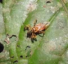 Agriocoris