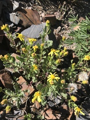 Senecio fremontii