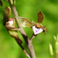 Eulophia graminea