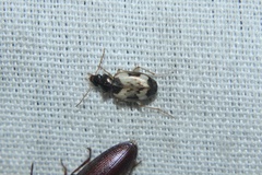 Tetragonoderus fasciatus