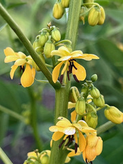 Senna marilandica