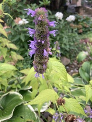 Agastache