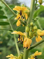 Senna marilandica