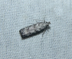 Dichomeris inversella