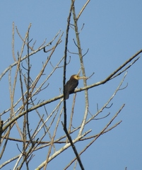 Brachygalba albogularis