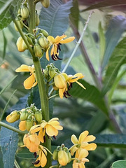 Senna marilandica