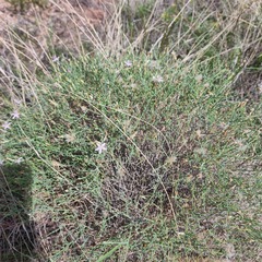 Stephanomeria pauciflora