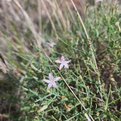 Stephanomeria pauciflora