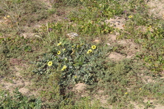 Arctotheca calendula