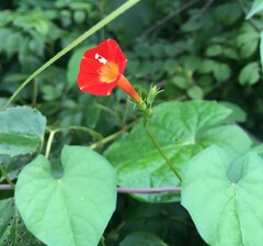 Ipomoea coccinea