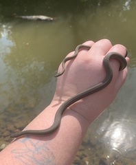 Regina septemvittata