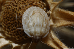 Odontotarsus intermedius