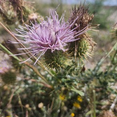 Cirsium ochrocentrum