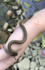 Regina septemvittata