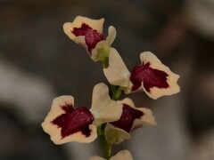 Utricularia fulva