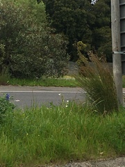 Iridaceae