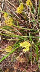 Conostylis caricina
