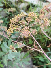 Cicuta douglasii