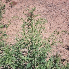 Chenopodium berlandieri
