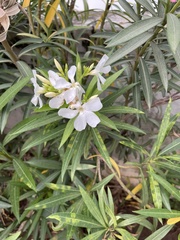 Nerium oleander