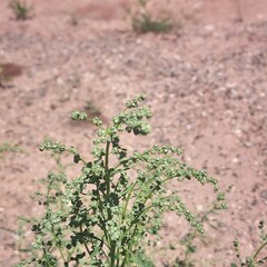 Chenopodium berlandieri