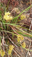 Conostylis caricina