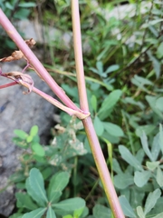 Cicuta douglasii