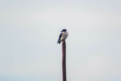 Tachycineta albilinea