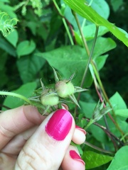 Ipomoea coccinea