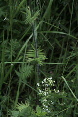 Valeriana officinalis