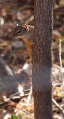 Paraxerus cepapi cepapi