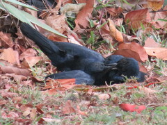 Onychognathus morio morio