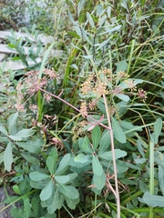 Cicuta douglasii