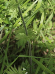 Valeriana officinalis