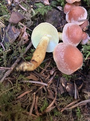 Hypholoma