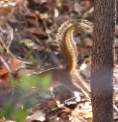 Paraxerus cepapi cepapi