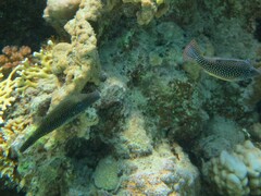Canthigaster margaritata