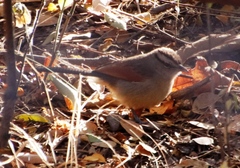 Tchagra australis
