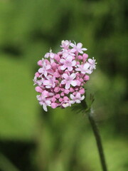 Valeriana officinalis