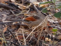 Tchagra australis