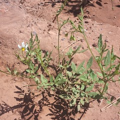 Solanum jamesii