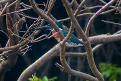 Chloroceryle amazona