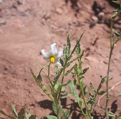 Solanum jamesii